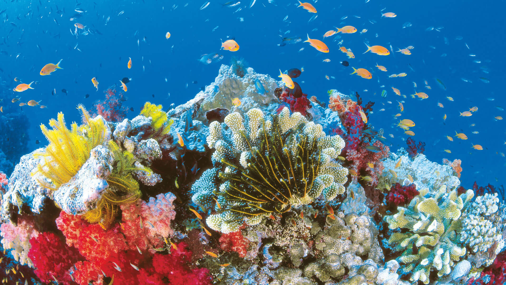 Mining and other industrial activities are destroying coral reefs and causing sea life extinction - 911Metallurgist explore states qld summer marine life